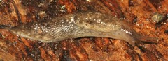 Deroceras reticulatum