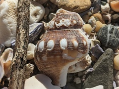 Ranella australasia