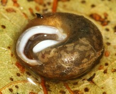 Euchemotrema fraternum
