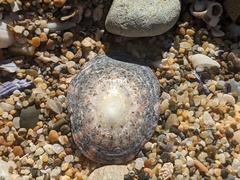 Cellana tramoserica