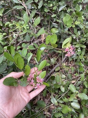 Capparis