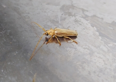 Coccoderus novempunctatus