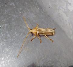 Coccoderus novempunctatus
