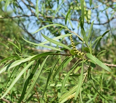 Sapium haematospermum