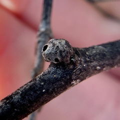 Pachypsylla celtidisgemma