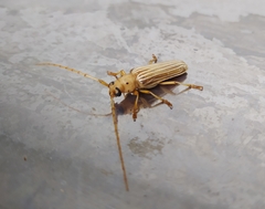 Coccoderus novempunctatus