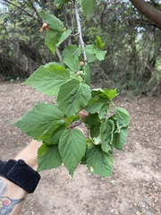 Dombeya