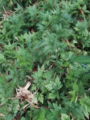 Selaginella plana