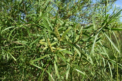 Sapium haematospermum