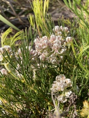 Serruria ascendens