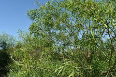 Sapium haematospermum