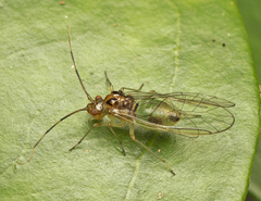 Stenopsocus