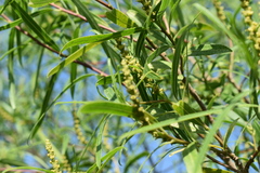 Sapium haematospermum