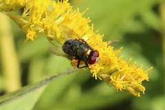 Chrysomya rufifacies