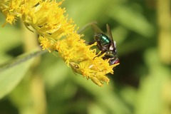 Chrysomya rufifacies