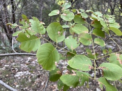 Fraxinus albicans