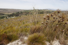 Osteospermum junceum
