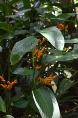 Stromanthe stromanthoides