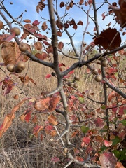 Pyrus calleryana