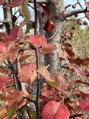 Pyrus calleryana