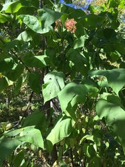 Catalpa speciosa