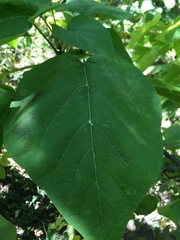Catalpa speciosa