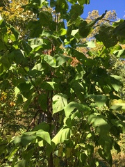 Catalpa speciosa
