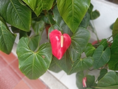 Anthurium