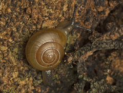 Dendronitor inscensus