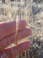 Bouteloua trifida