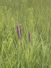 Liatris pycnostachya