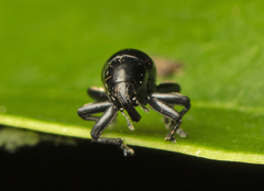 Trigonopterus