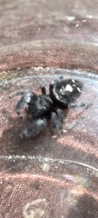 Phidippus audax