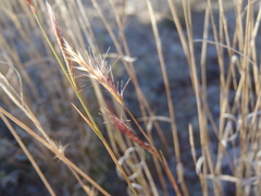 Bouteloua trifida