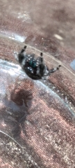Phidippus audax