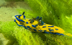 Tambja verconis
