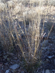 Bouteloua trifida