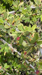 Berberis microphylla