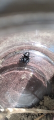 Phidippus audax