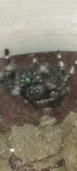 Phidippus audax