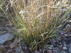 Bouteloua trifida