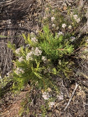 Serruria ascendens