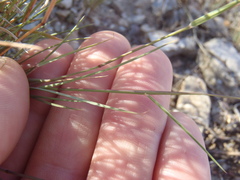 Bouteloua trifida