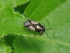 Geocoris lineolus