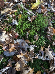 Polytrichum