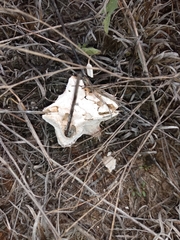 Didymium mucilago
