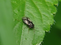 Geocoris lineolus