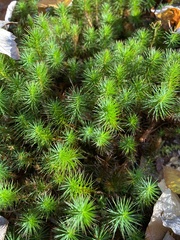 Polytrichum
