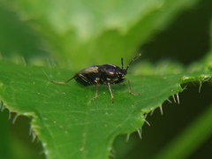 Geocoris lineolus