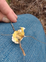 Didymium mucilago
